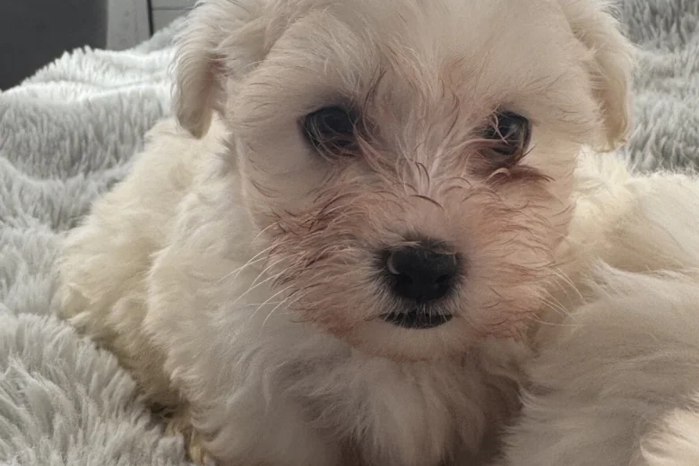 Maltese