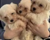Maltese