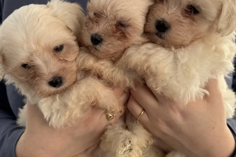 Maltese