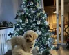Maltese