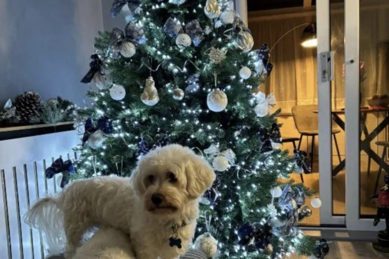 Maltese