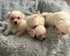 Maltese