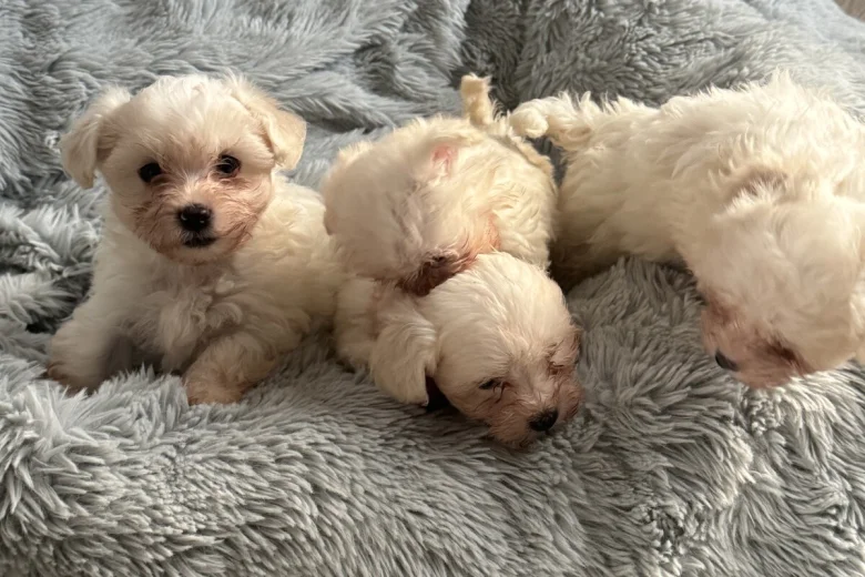 Maltese