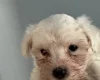 Maltese