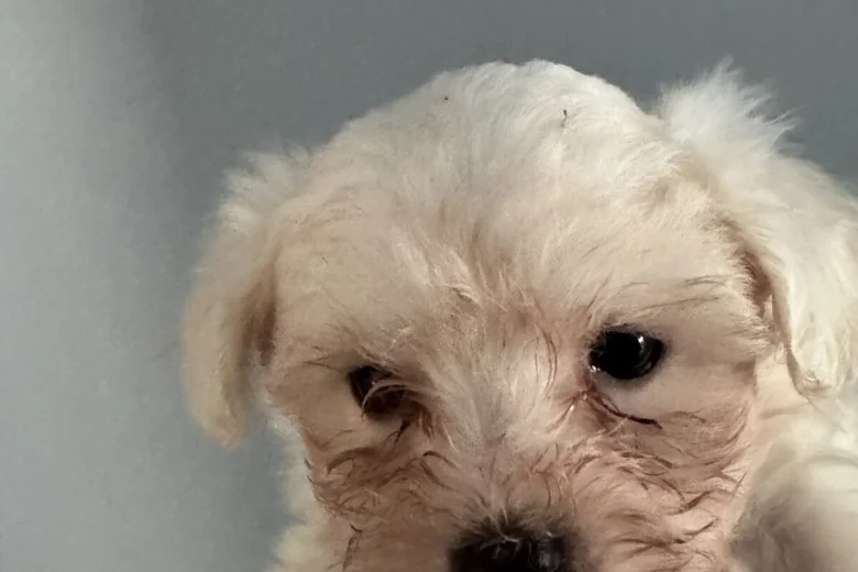 Maltese