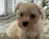 Maltese
