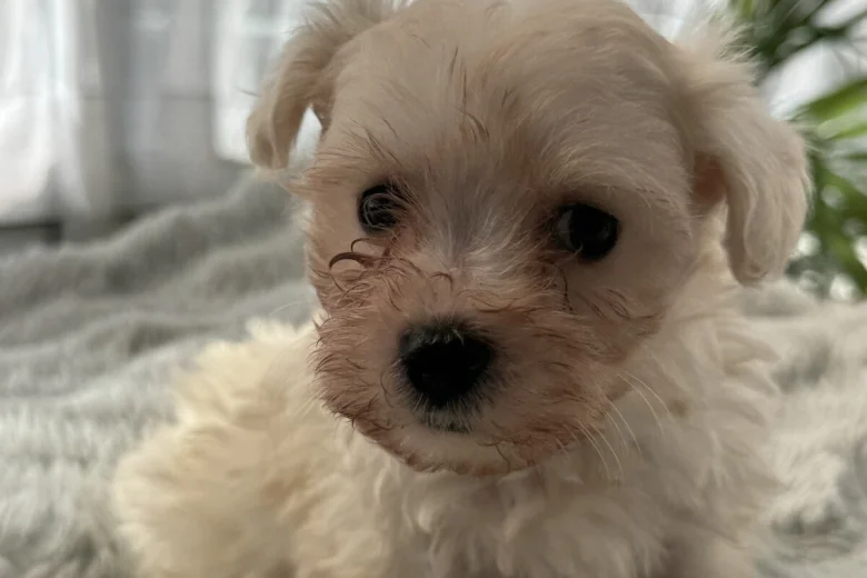 Maltese