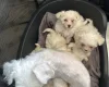 Maltese