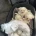 Maltese