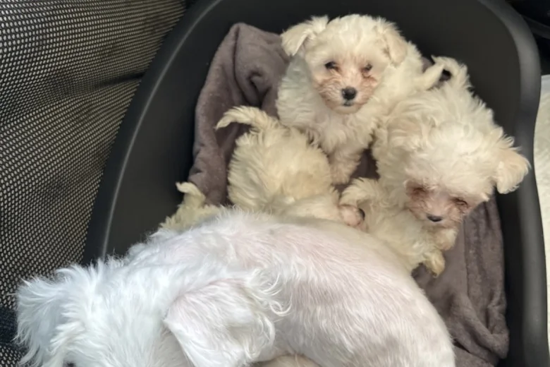 Maltese