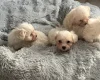 Maltese