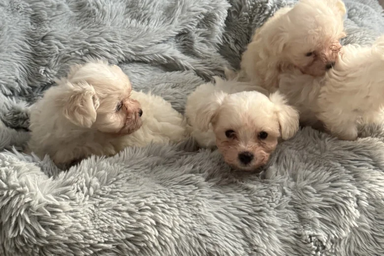 Maltese