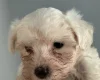 Maltese