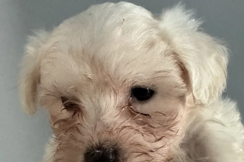 Maltese
