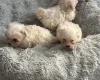 Maltese