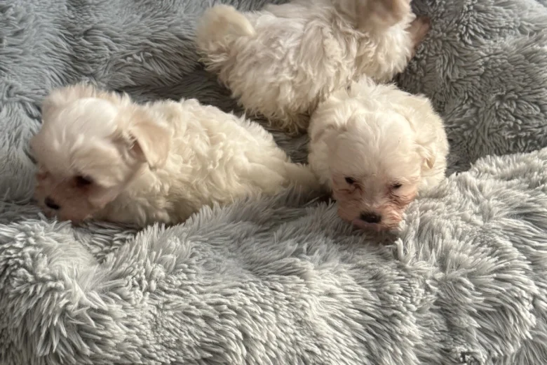 Maltese