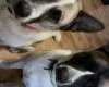 Akita