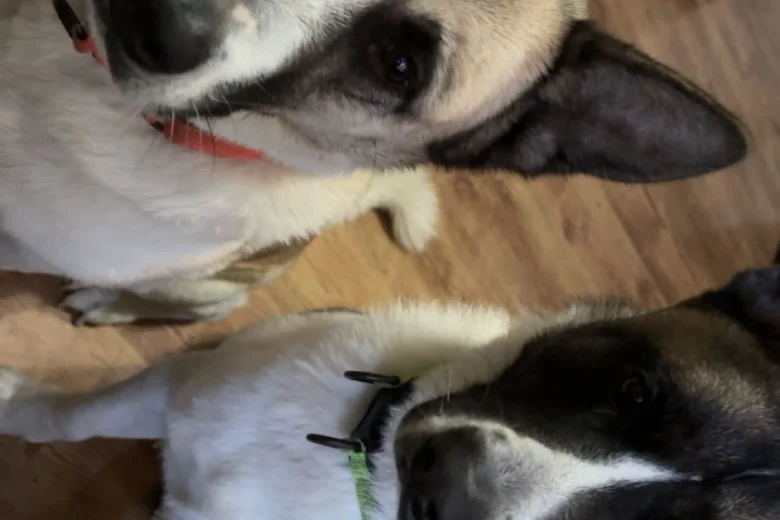 Akita