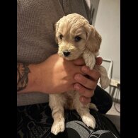Cockapoo
