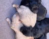Goldendoodle