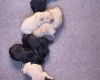 Goldendoodle