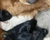 Goldendoodle