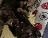 Mixed Breed