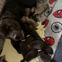 Mixed Breed