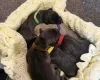 Mixed Breed