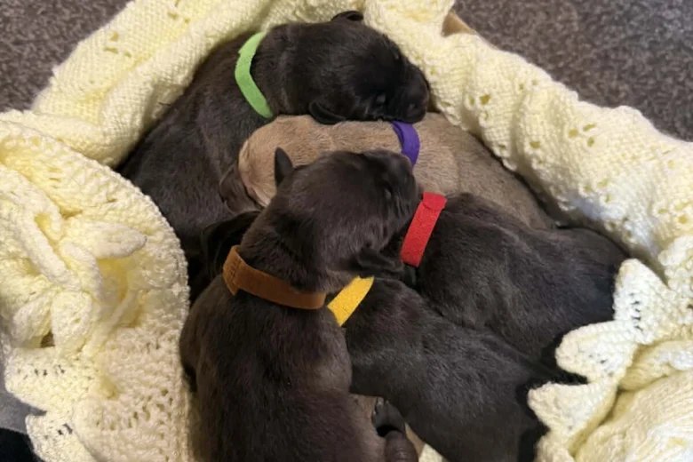 Mixed Breed