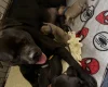 Mixed Breed