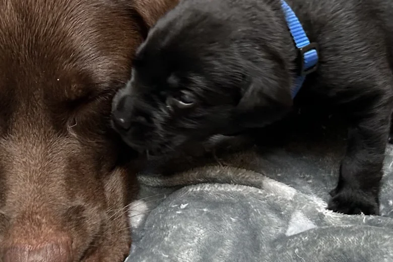 Labrador Retriever
