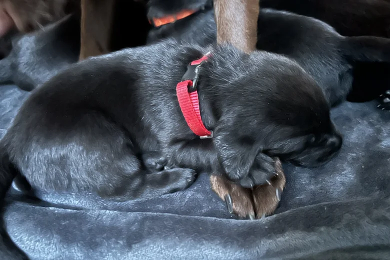 Labrador Retriever