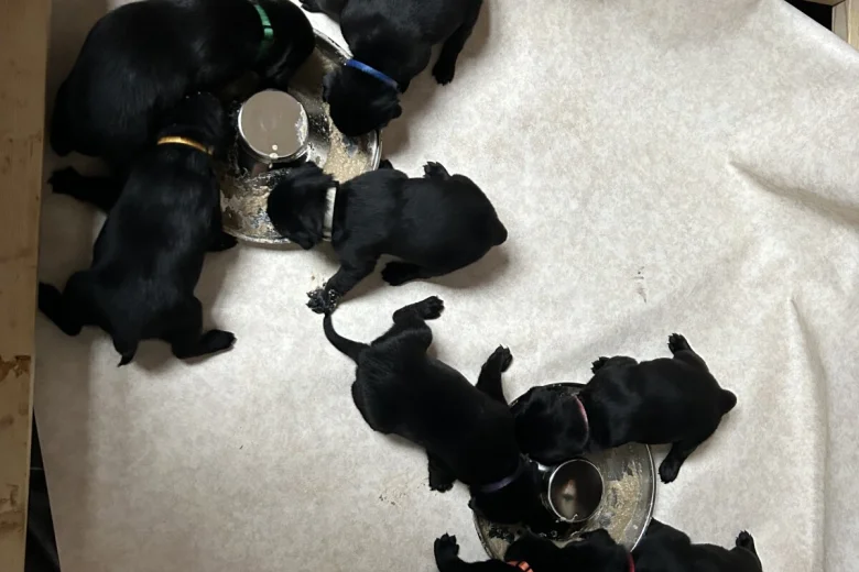 Labrador Retriever