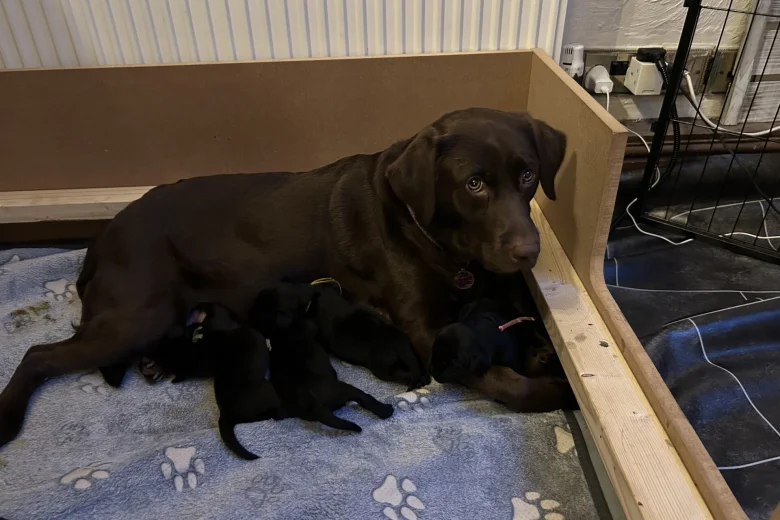 Labrador Retriever