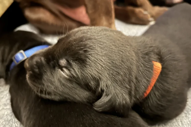 Labrador Retriever