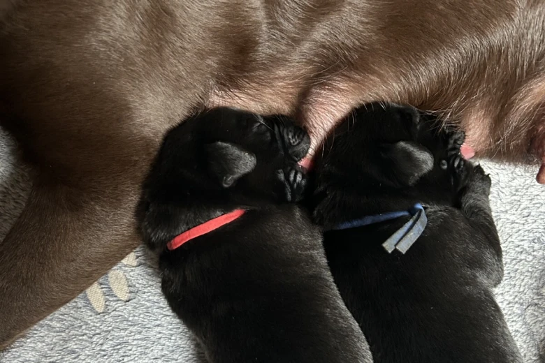 Labrador Retriever