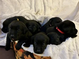 Labrador Retriever
