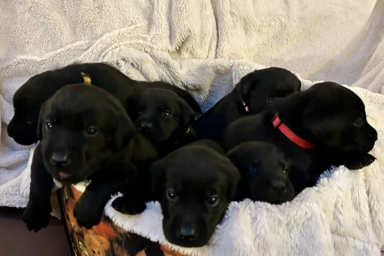 Labrador Retriever