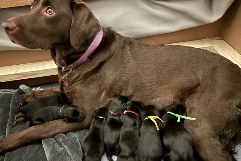 Labrador Retriever