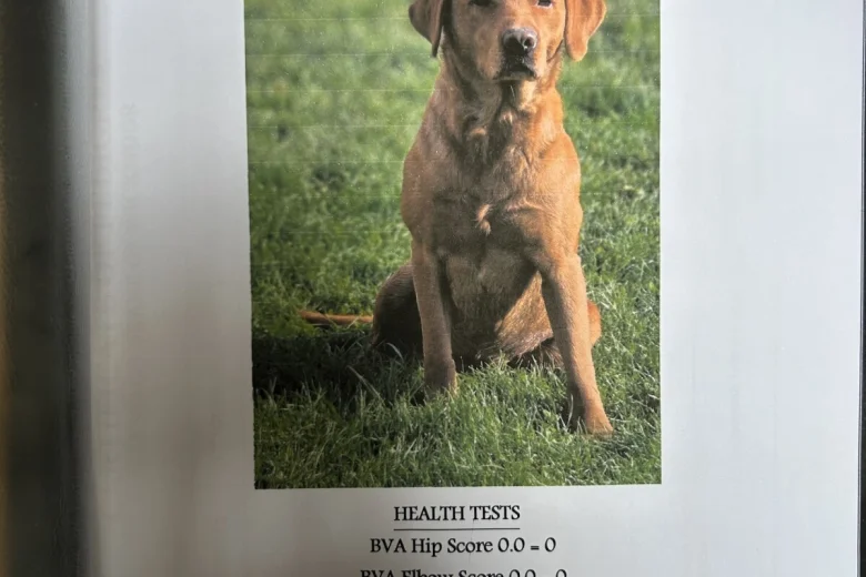 Labrador Retriever