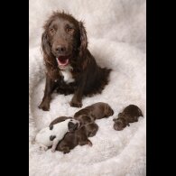 Cocker Spaniel (Working)