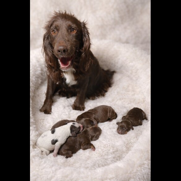 Cocker Spaniel (Working)
