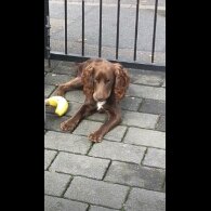 Cocker Spaniel (Working)