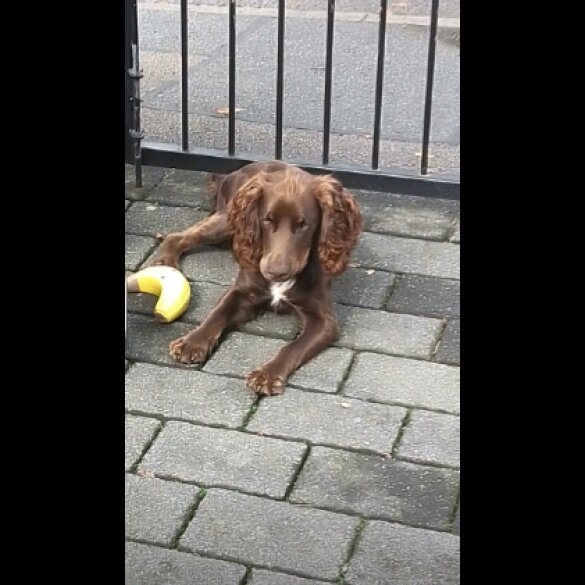 Cocker Spaniel (Working)