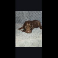 Cocker Spaniel (Working)