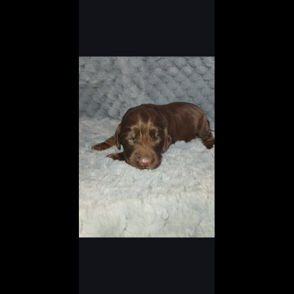 Cocker Spaniel (Working)