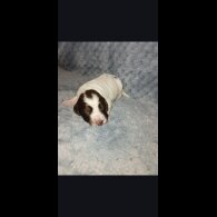 Cocker Spaniel (Working)