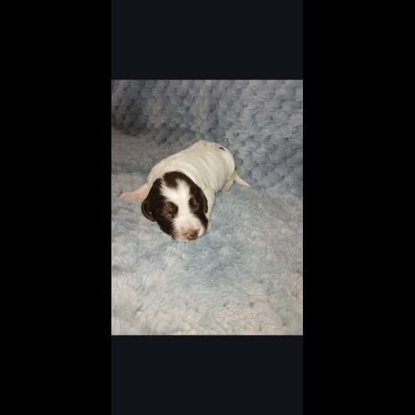 Cocker Spaniel (Working)