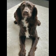 Cocker Spaniel (Working)
